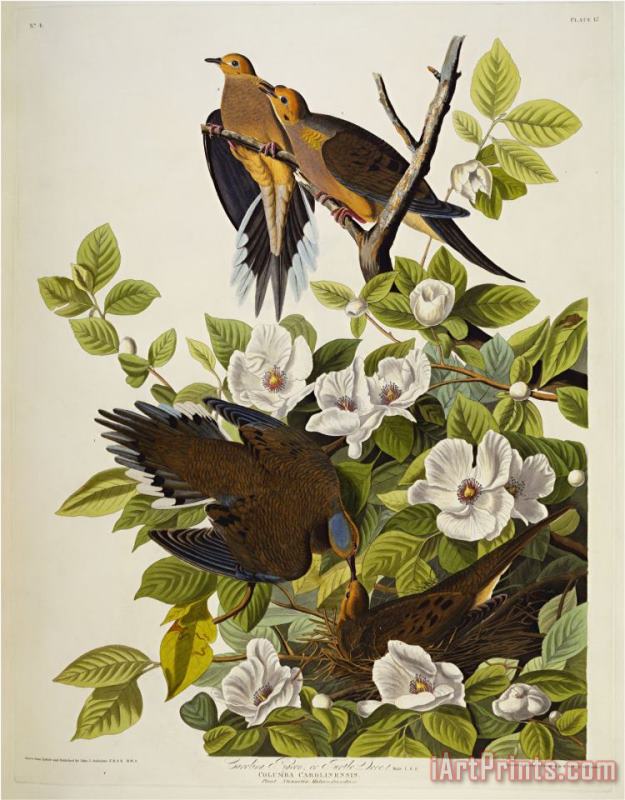 John James Audubon Carolina Turtledove Mourning Dove Zenaida Macroura Plate Xvii From The Birds of America Art Print