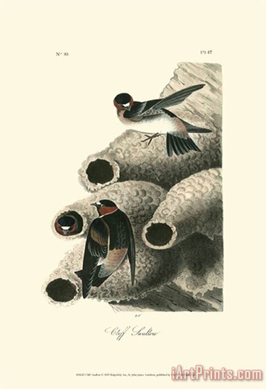 Cliff Swallow painting - John James Audubon Cliff Swallow Art Print
