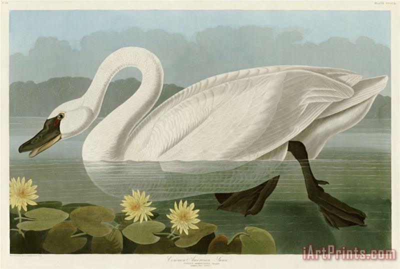 John James Audubon Common American Swan Art Painting