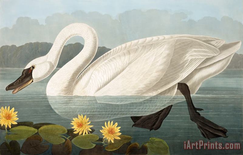 Common American Swan painting - John James Audubon Common American Swan Art Print