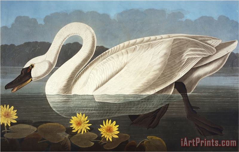 John James Audubon Common American Swan Whistling Swan Olor Colombianus From The Birds of America Art Painting