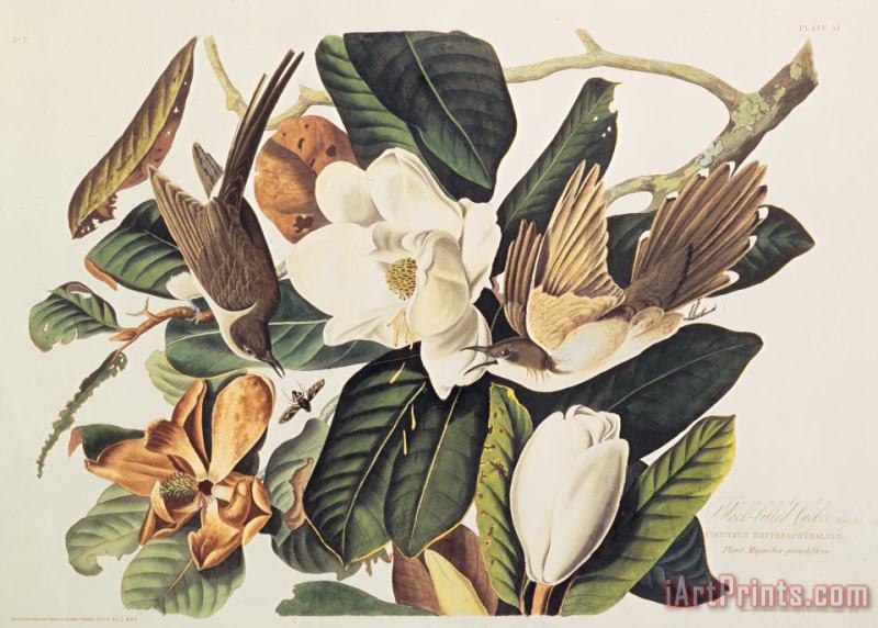 Cuckoo on Magnolia Grandiflora painting - John James Audubon Cuckoo on Magnolia Grandiflora Art Print