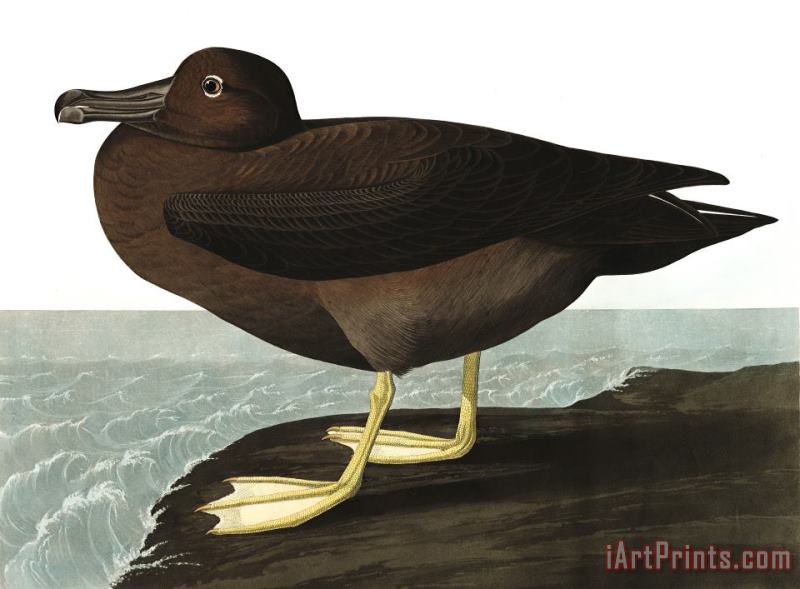 John James Audubon Dusky Albatros Art Print