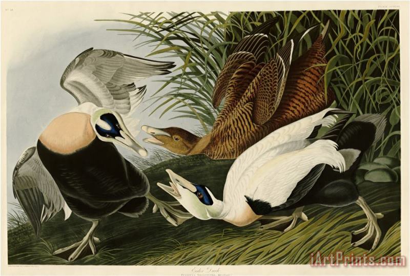 John James Audubon Eider Duck Art Print