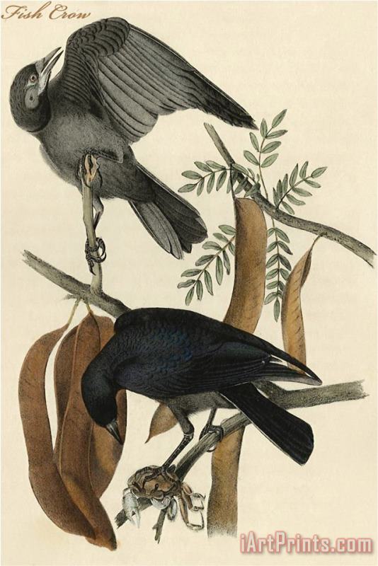 Fish Crow painting - John James Audubon Fish Crow Art Print