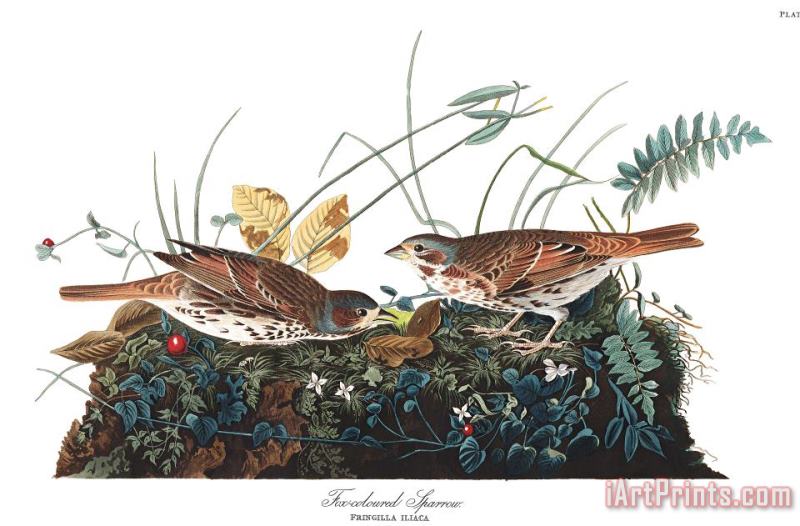 Fox Coloured Sparrow painting - John James Audubon Fox Coloured Sparrow Art Print
