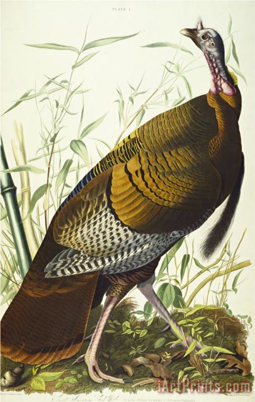 John James Audubon Great American Beck Male Wild Turkey Meleagris Gallopavo Plate I From The Birds of America Art Painting