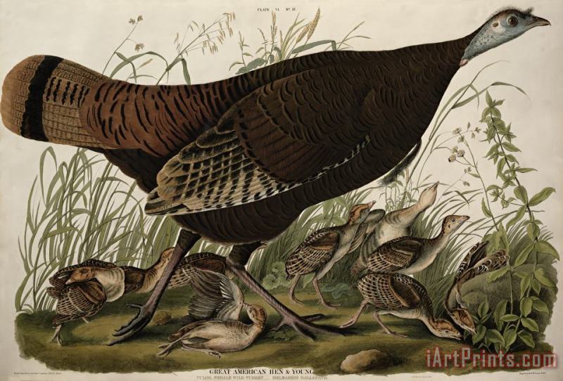 John James Audubon Great American Hen and Young Art Painting