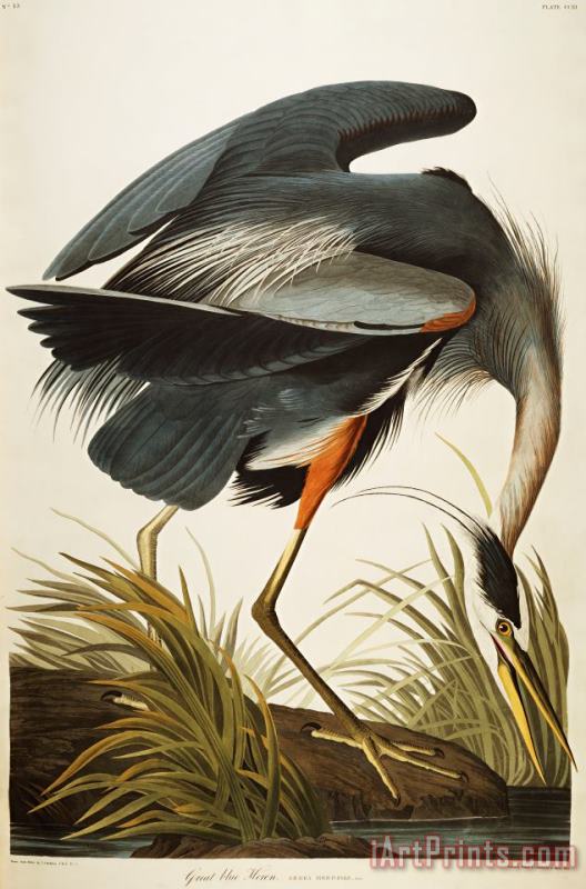John James Audubon Great Blue Heron Art Painting