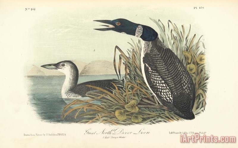 John James Audubon Great North Diver Loon Art Print