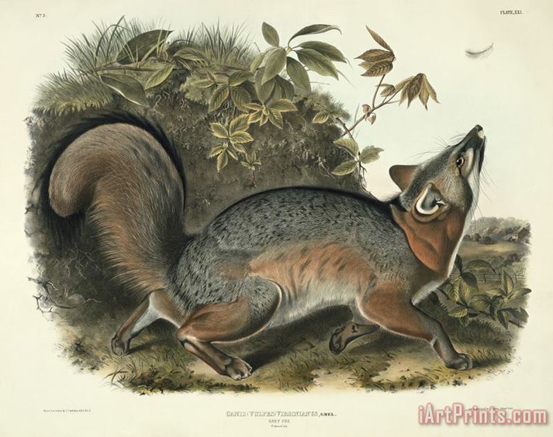John James Audubon Grey Fox Art Print