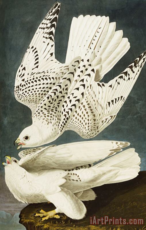 John James Audubon Iceland Or Jer Falcon Art Print