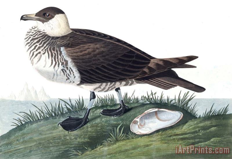 John James Audubon Jager Art Print