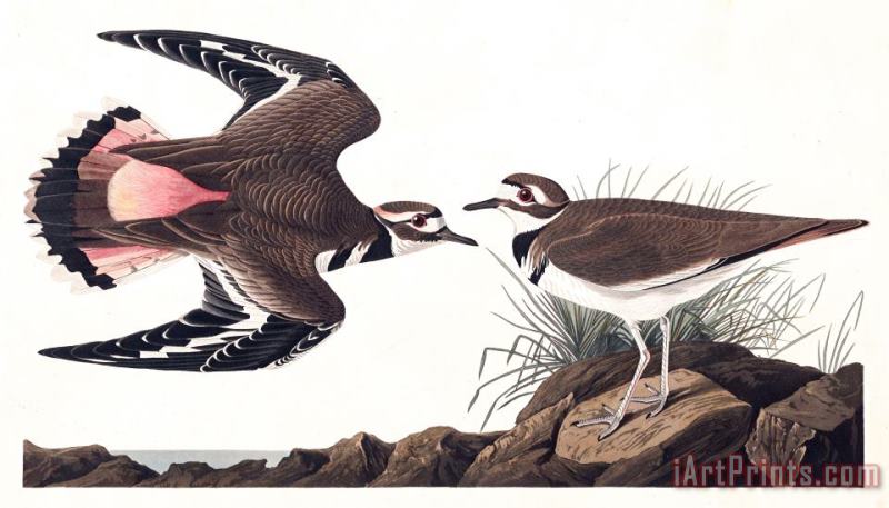 John James Audubon Kildeer Plover Art Print