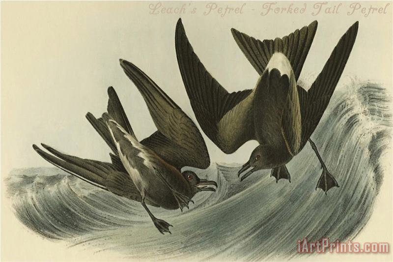 Leach's Petrel Forked Tail Petrel painting - John James Audubon Leach's Petrel Forked Tail Petrel Art Print