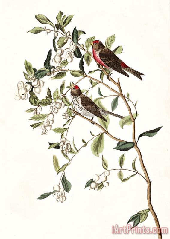 Lesser Red Poll painting - John James Audubon Lesser Red Poll Art Print