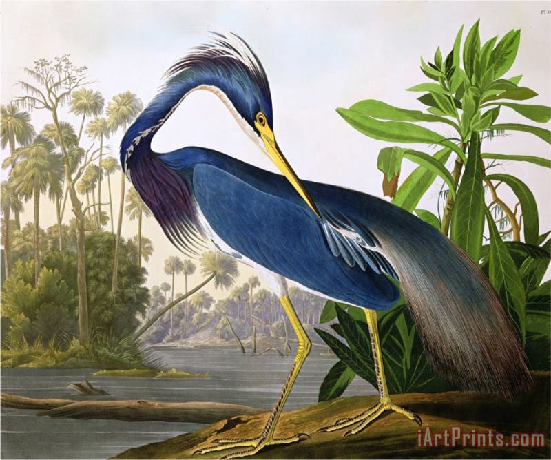 John James Audubon Louisiana Heron From Birds of America Art Painting