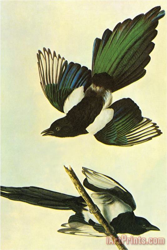Mallard painting - John James Audubon Mallard Art Print