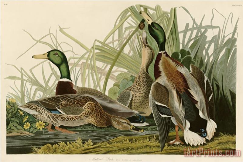 John James Audubon Mallard Duck Art Painting