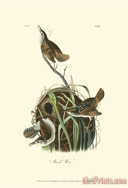 John James Audubon Marsh Wren Art Painting