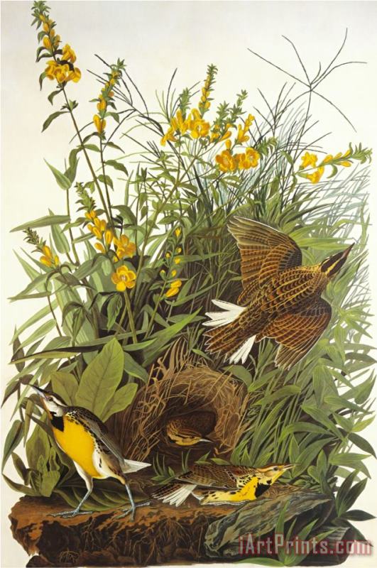 Meadow Lark painting - John James Audubon Meadow Lark Art Print