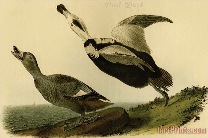 John James Audubon Pied Duck Art Painting