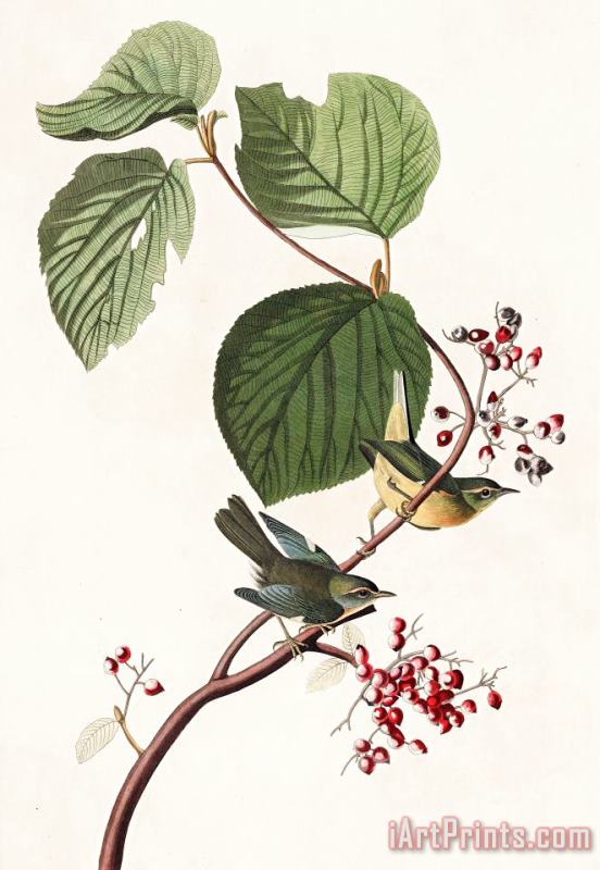 John James Audubon Pine Swamp Warbler Art Painting