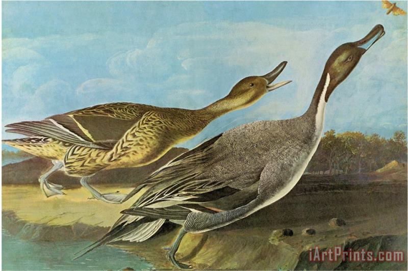 John James Audubon Pintail Art Print