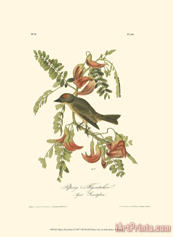 John James Audubon Pipiry Flycatcher Art Print