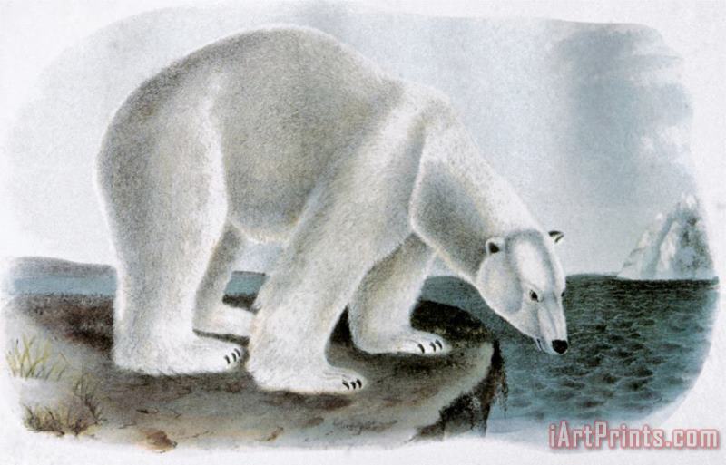 John James Audubon Polar Bear Ursus Maritimus Art Painting