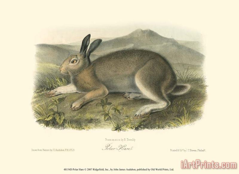 Polar Hare painting - John James Audubon Polar Hare Art Print