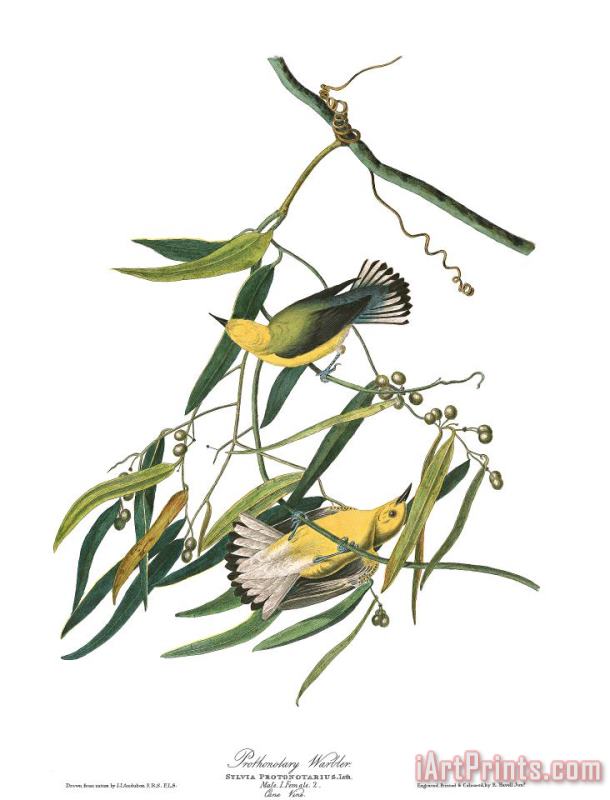 John James Audubon Prothonotary Warbler Art Print
