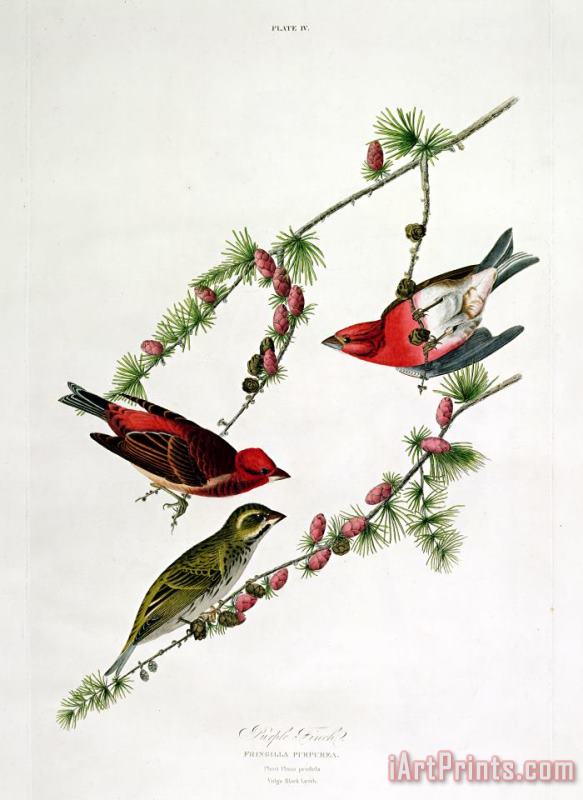 John James Audubon Purple Finch Art Print