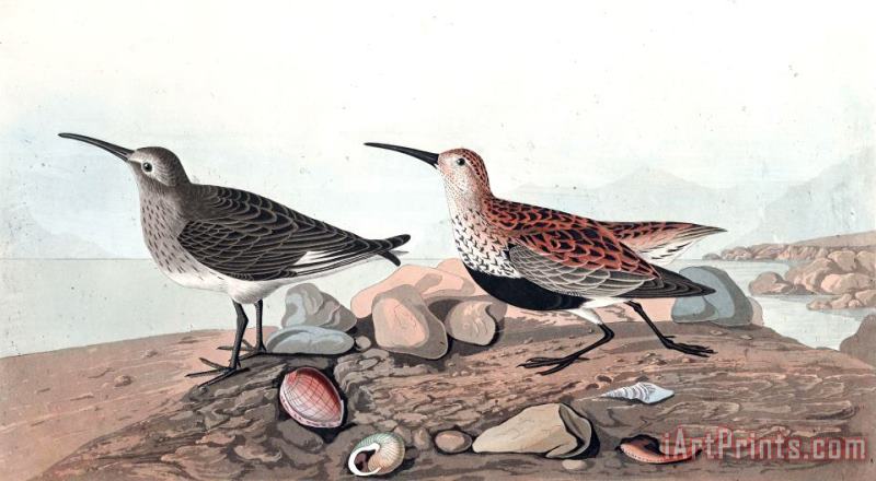John James Audubon Red Backed Sandpiper Art Print