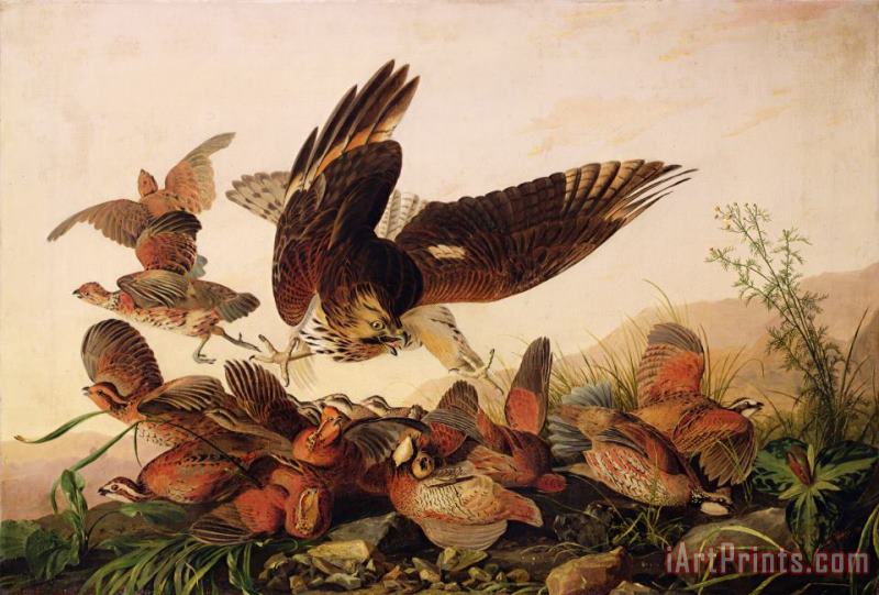 John James Audubon Red Shouldered Hawk Attacking Bobwhite Partridge Art Print