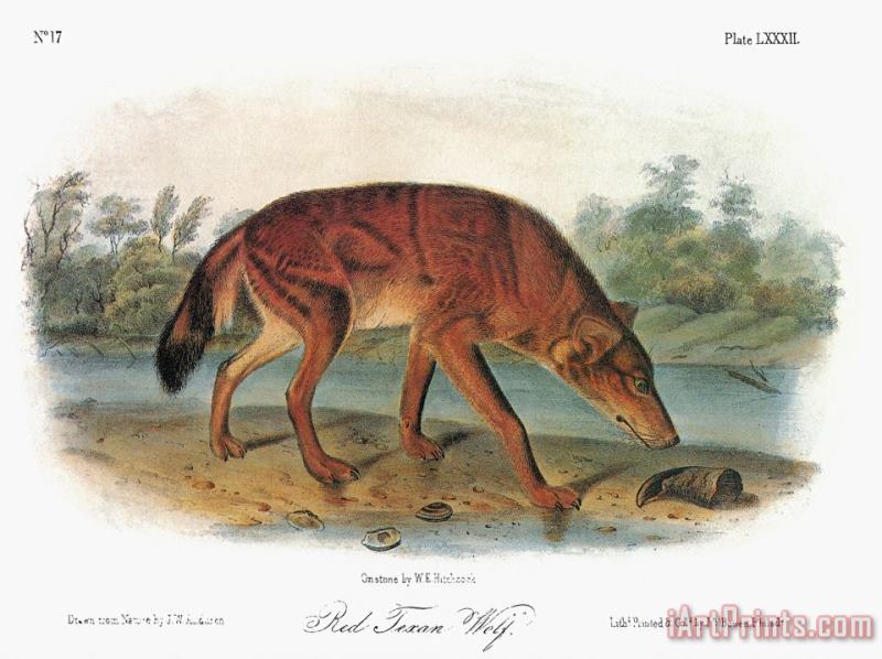 John James Audubon Red Wolf Canis Lupus Art Print