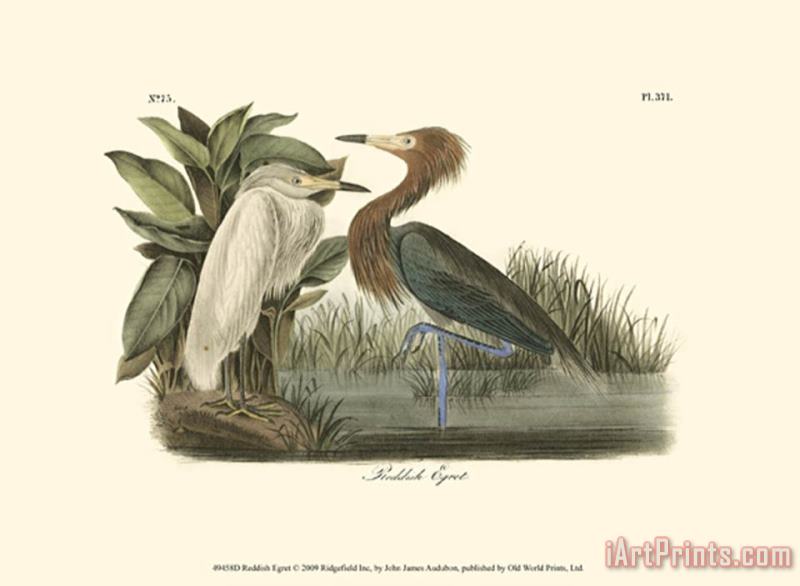 Reddish Egret painting - John James Audubon Reddish Egret Art Print
