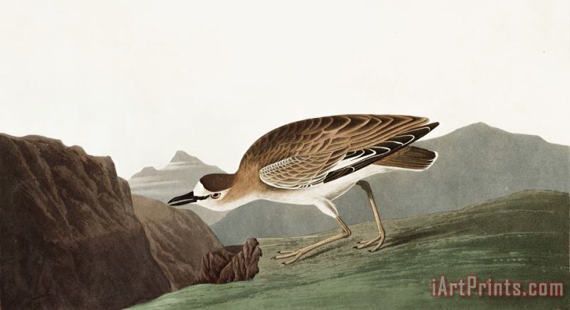 John James Audubon Rocky Mountain Plover Art Painting