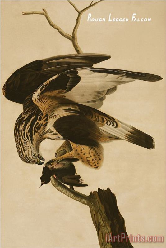 John James Audubon Rough Legged Falcon Art Painting