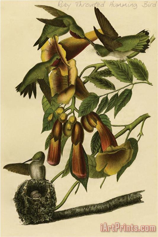 John James Audubon Ruby Throated Humming Bird Art Painting
