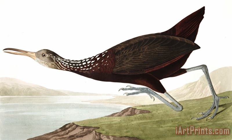 John James Audubon Scolopaceus Courlan Art Print