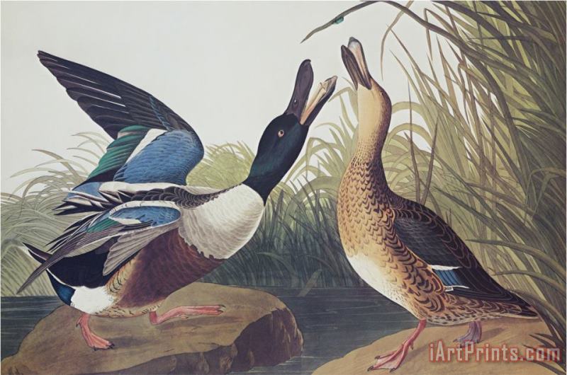 John James Audubon Shoveller Duck Art Painting