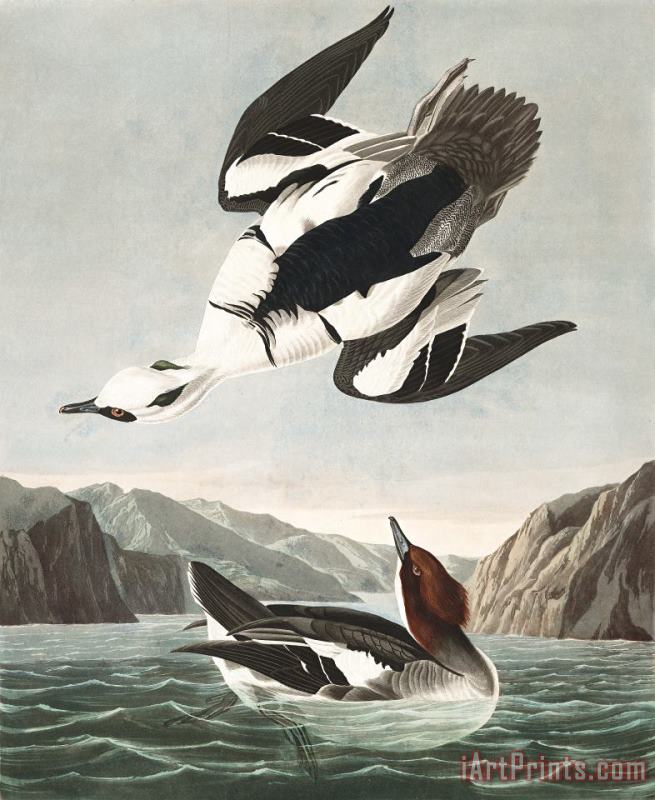 John James Audubon Smew, Or White Nun Art Print