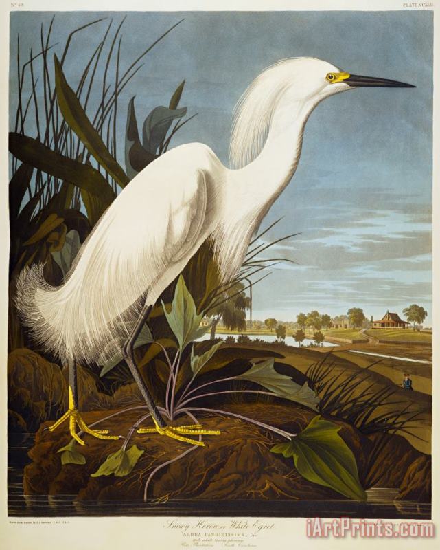 John James Audubon Snowy Heron Art Print