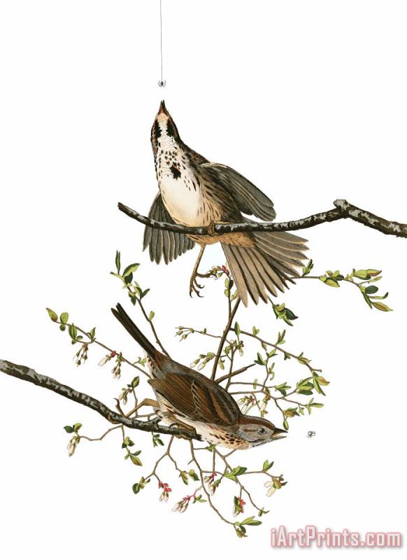 John James Audubon Song Sparrow Art Painting