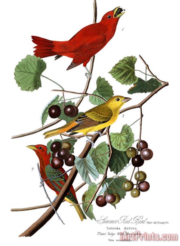 Summer Red Bird painting - John James Audubon Summer Red Bird Art Print
