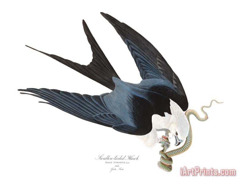 Swallow Tailed Hawk painting - John James Audubon Swallow Tailed Hawk Art Print