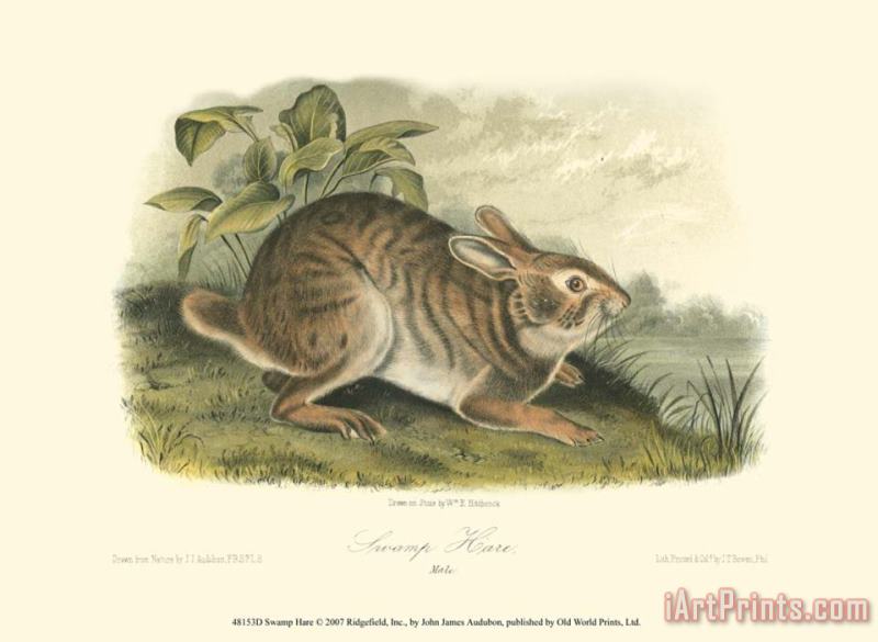 John James Audubon Swamp Hare Art Print