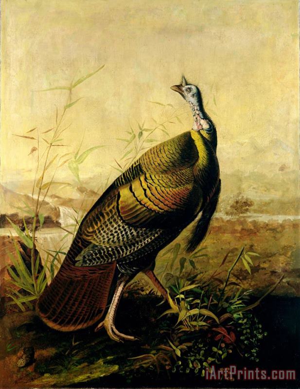 John James Audubon The American Wild Turkey Cock Art Painting