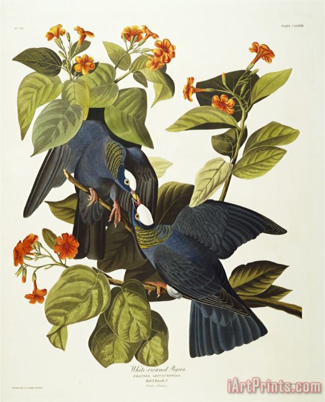 White Crowned Pigeon Columba Leucocephala Plate Clxxvii From The Birds of America painting - John James Audubon White Crowned Pigeon Columba Leucocephala Plate Clxxvii From The Birds of America Art Print